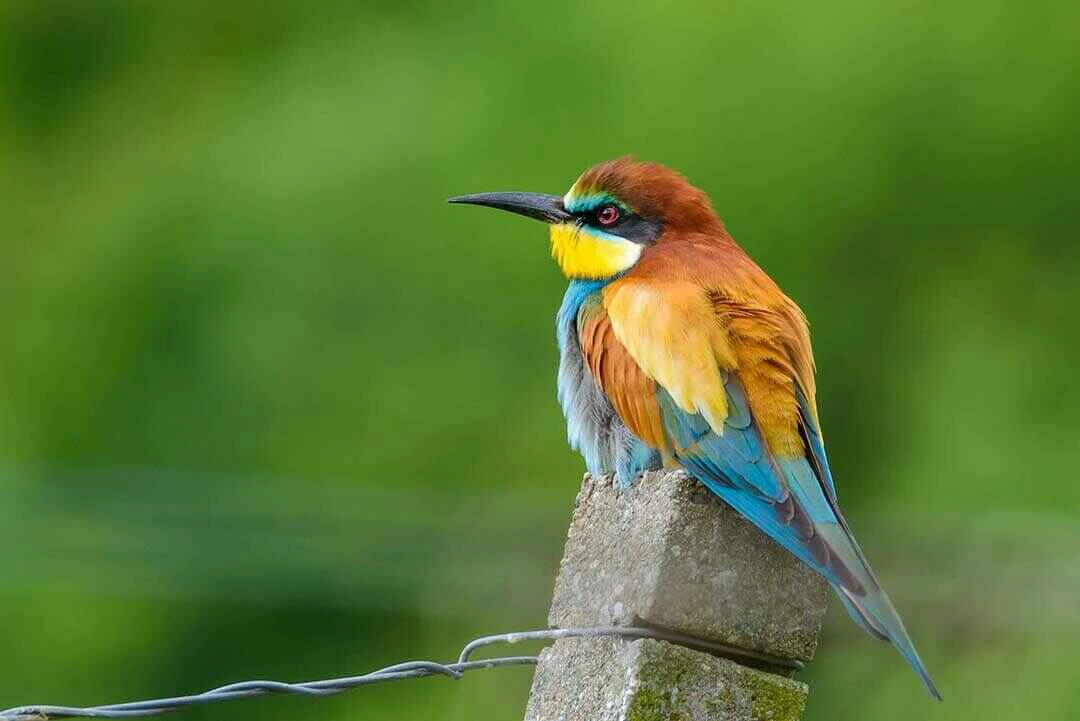 European Bee-eater